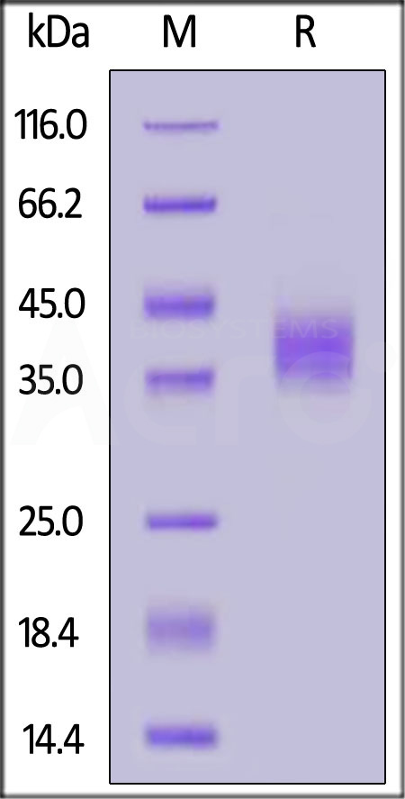 Coagulation Factor III SDS-PAGE