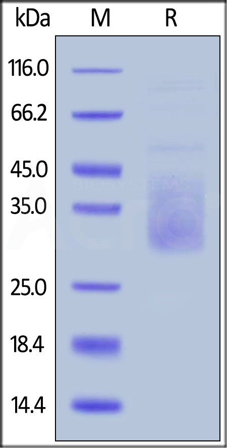 TI3-C52H4-sds