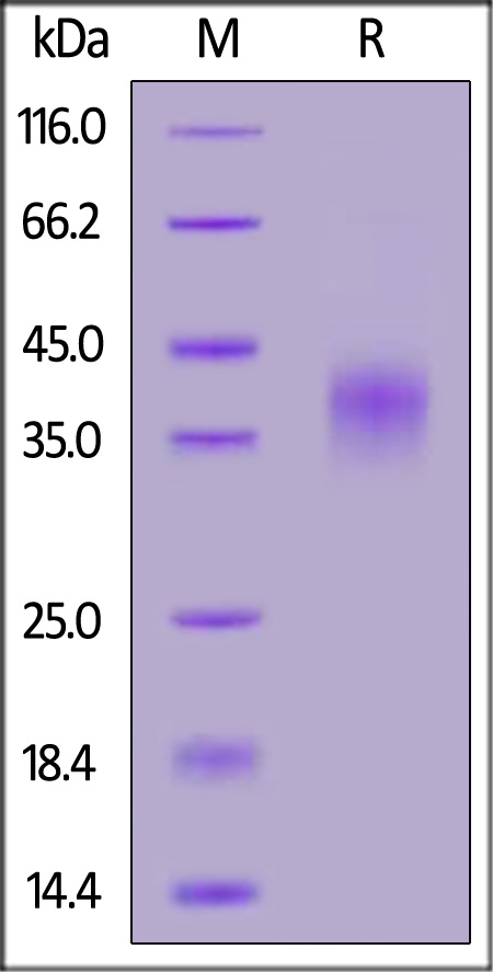 TI3-C52H6-sds