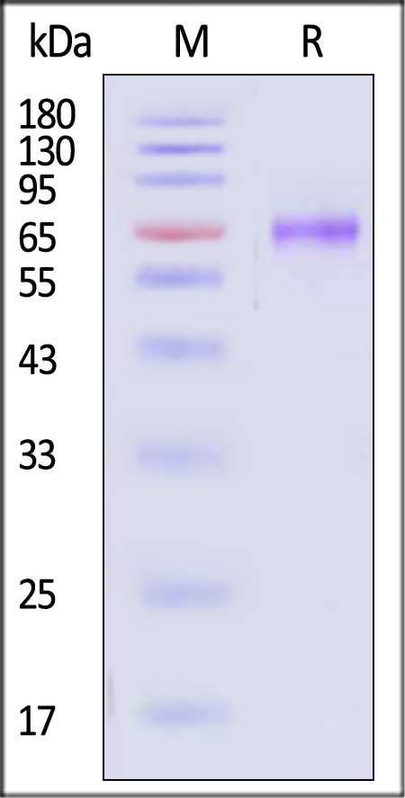 TIM-3 SDS-PAGE