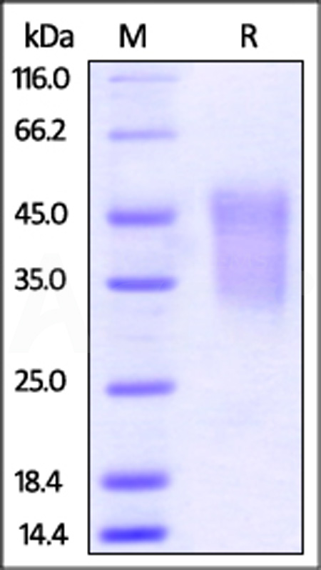 Mouse TIM-3, His Tag (Cat. No. TI3-M52H1) SDS-PAGE gel