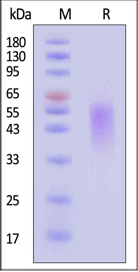 TIM-3 SDS-PAGE