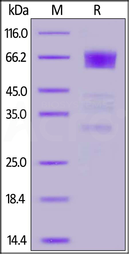 TM3-H5258-sds