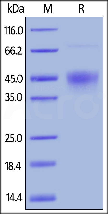 TIM-3 SDS-PAGE