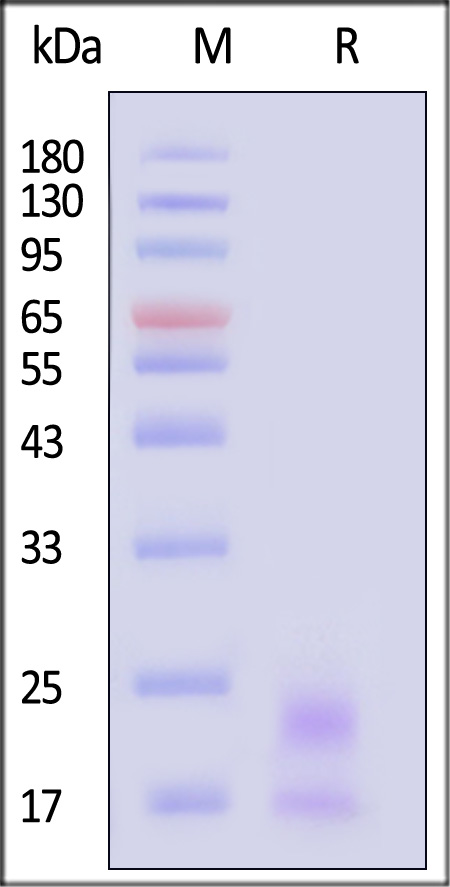 OX40 Ligand SDS-PAGE