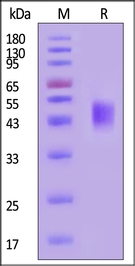 TROP-2 SDS-PAGE