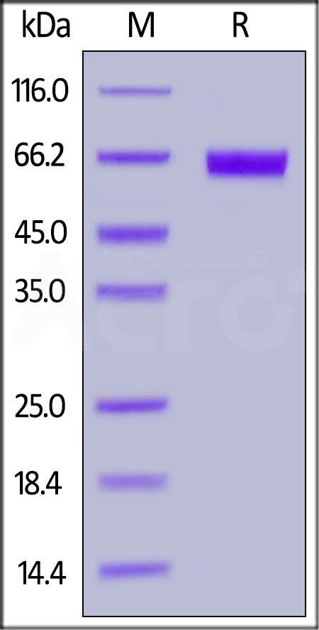 TROP-2 SDS-PAGE