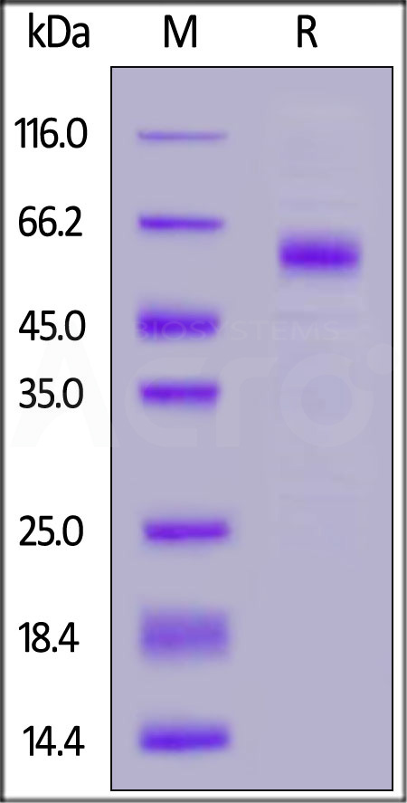 TR2-H5254-sds