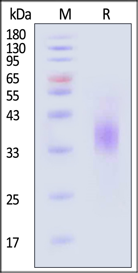 TR2-H52H6-sds