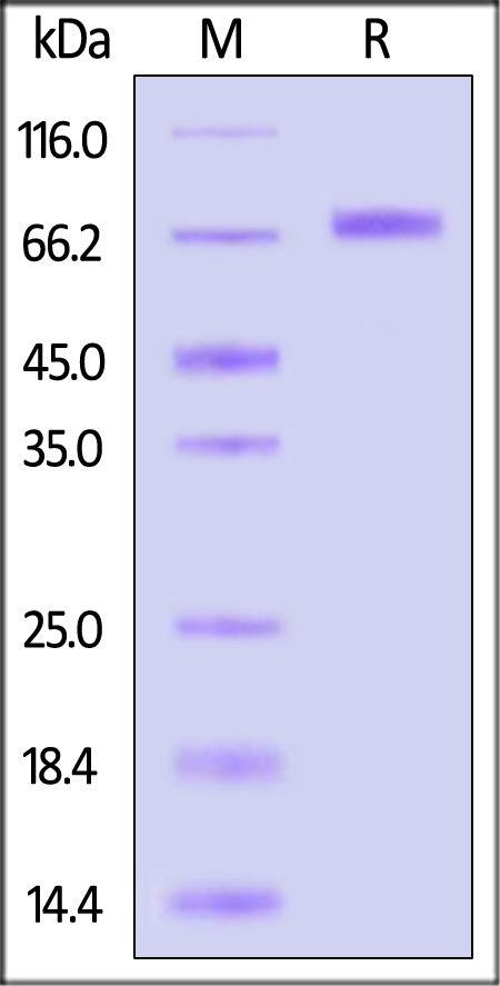 TROP-2 SDS-PAGE