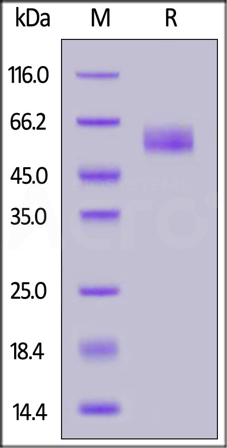 TR2-M5254-sds