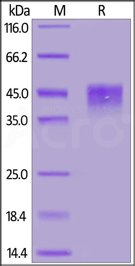 TROP-2 SDS-PAGE