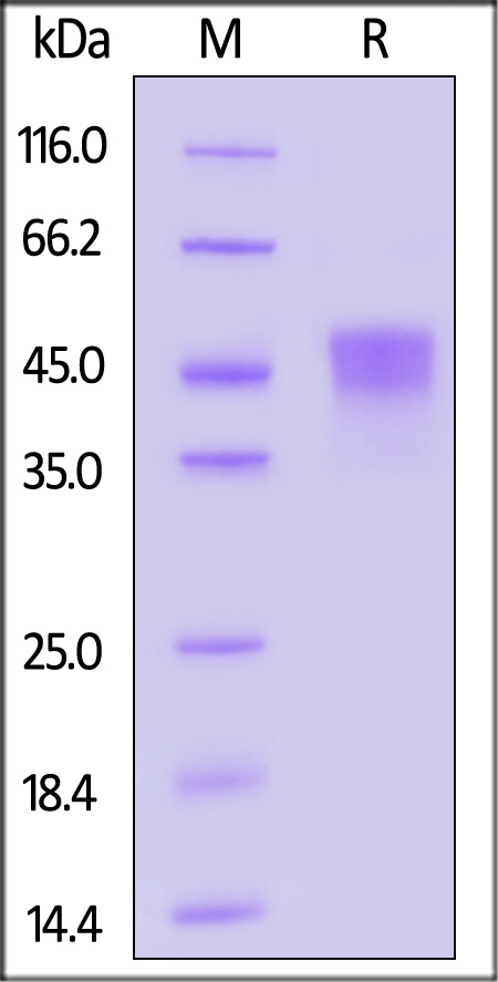 TROP-2 SDS-PAGE