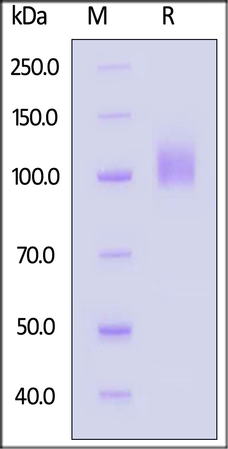 TrkC SDS-PAGE