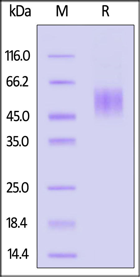 Mouse uPAR, His Tag (Cat. No. UPR-M52H3) SDS-PAGE gel