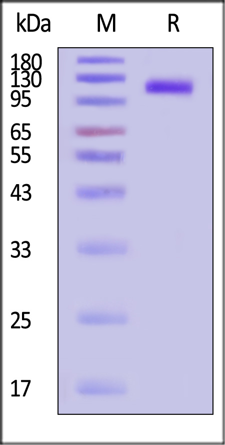 VEGF R1 SDS-PAGE