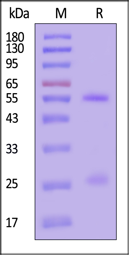 VP4 SDS-PAGE