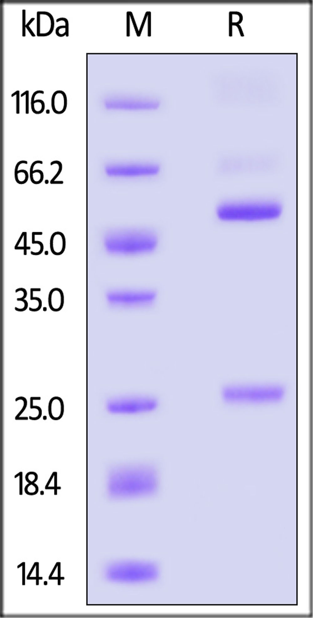 Glycoprotein E (VZV) SDS-PAGE