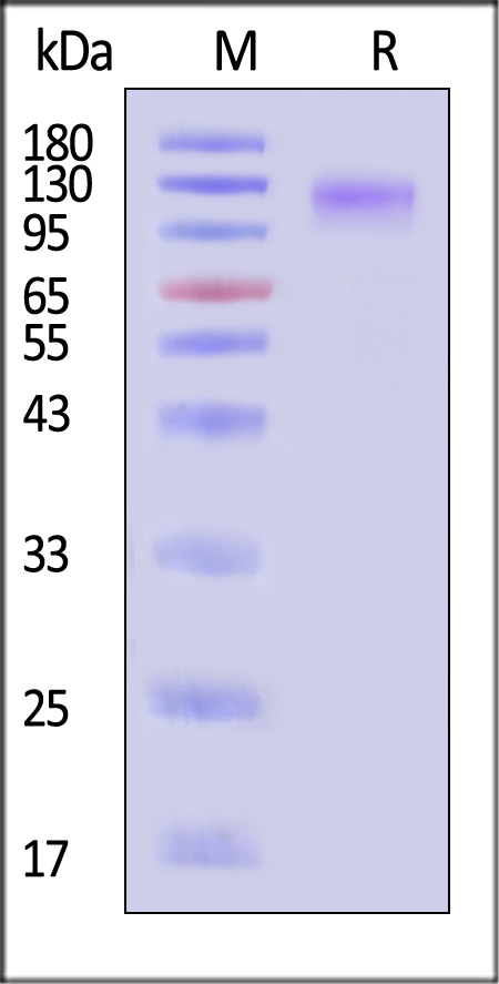 ZE5-V5221-sds