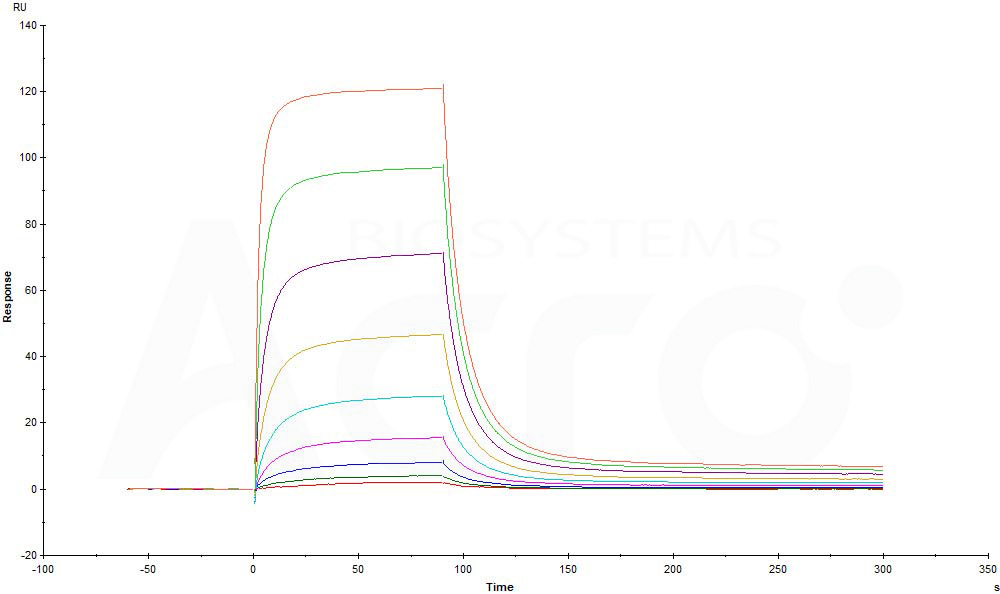 Human_FcRn_Heterodimer_Protein_SPR