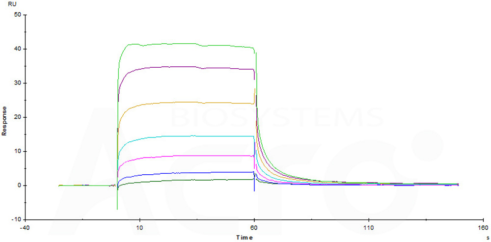 Human_FcRn_Heterodimer_Protein_SPR