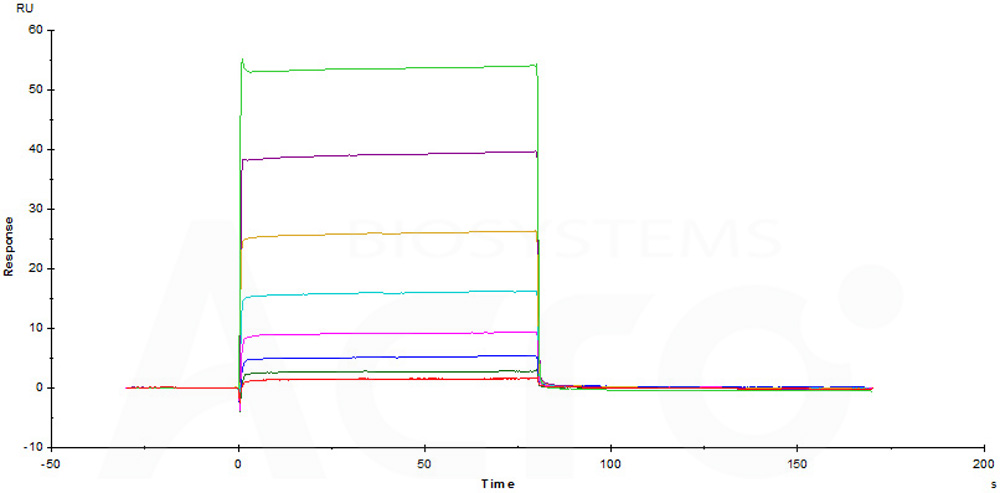  Fc gamma RIIB/C / CD32b/c SPR