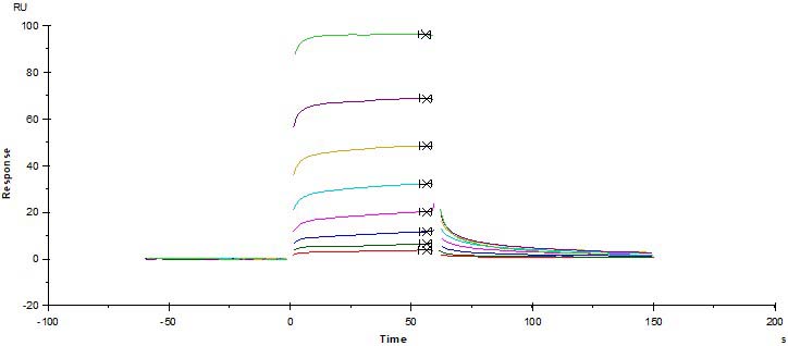  Fc gamma RIIIB / CD16b (NA2) SPR