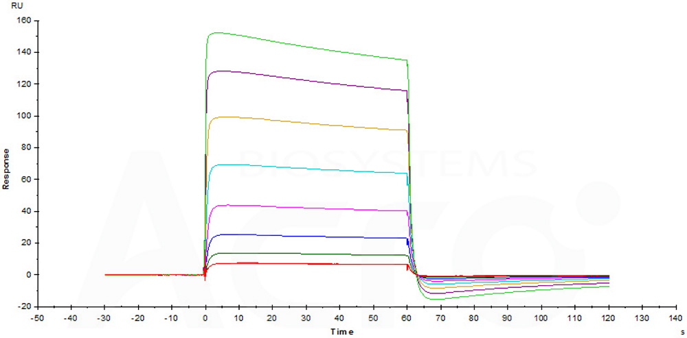  Fc gamma RIIB / CD32b SPR