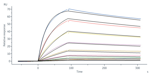 Human_FcRn_Heterodimer_Protein_SPR