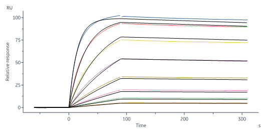 Human_FcRn_Heterodimer_Protein_SPR