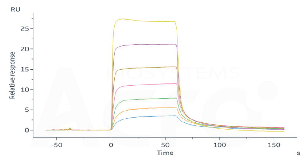 Human_FcRn_Heterodimer_Protein_SPR