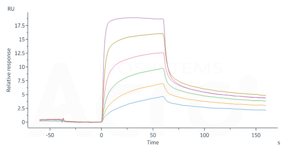 Human_FcRn_Heterodimer_Protein_SPR