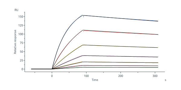  Glycoprotein (NiV, HeV) SPR