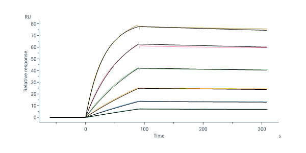  Glycoprotein (NiV, HeV) SPR