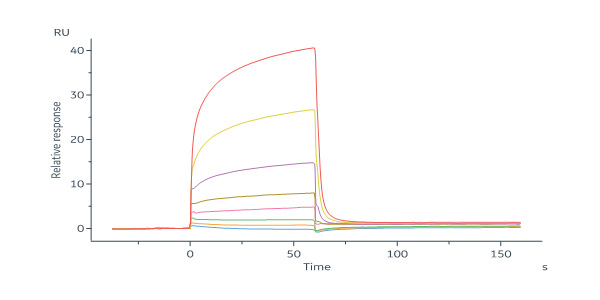  HN protein SPR