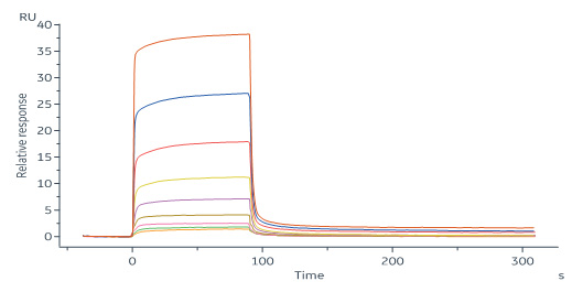 Human_FcRn_Heterodimer_Protein_SPR