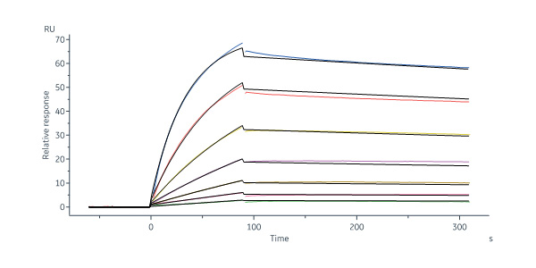  Post-Fusion glycoprotein F0 SPR