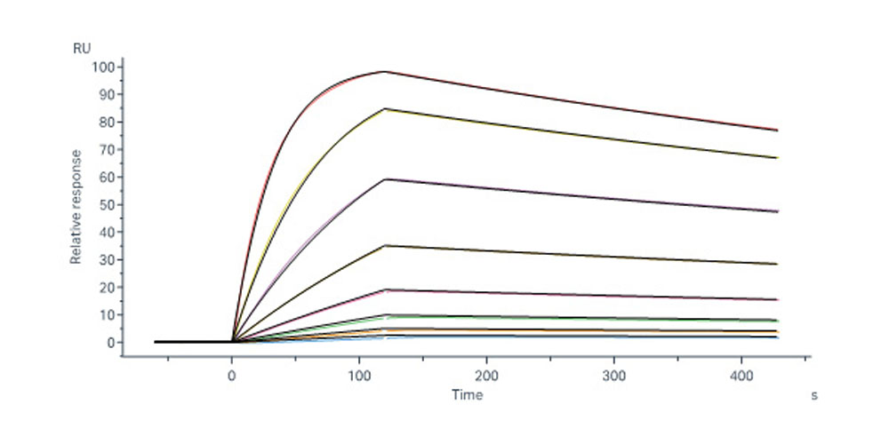  Glycoprotein E (VZV) SPR