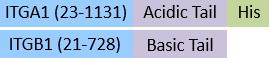 IT1-C53W3-structure