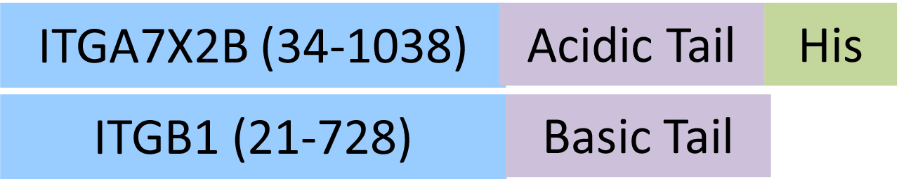 IT1-H52W8-structure