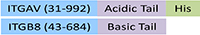 IT8-H52W4-structure