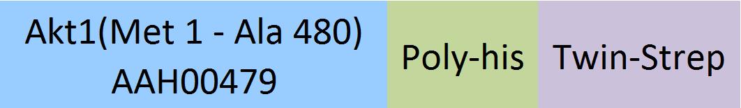 Akt1 Structure