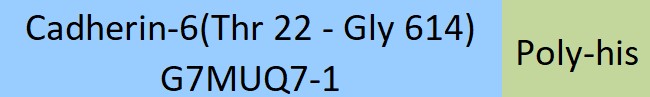 Cadherin-6 Structure