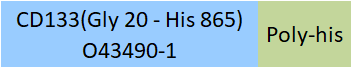 CD133 Structure