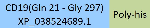 Online(Gln 21 - Gly 297) XP_038524689.1