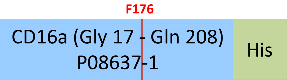 Fc gamma RIIIA / CD16a Structure