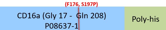 Fc gamma RIIIA / CD16a Structure