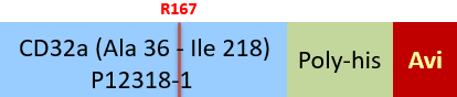 Fc gamma RIIA / CD32a Structure