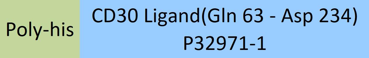 CD30 ligand Structure