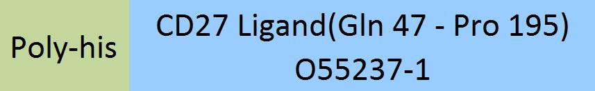 CD27 Ligand Structure